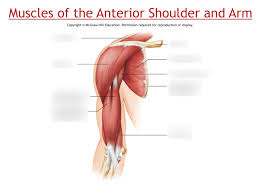 Check spelling or type a new query. Muscles Of The Anterior Shoulder And Arm Diagram Quizlet