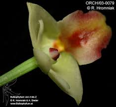 Image result for Polystachya vulcanica