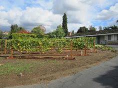 A vineyard is only as strong as the trellis you build for it. 24 Backyard Vineyard Ideas Backyard Vineyard Backyard Vineyard