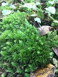 Image result for Aeschynomene mossoensis