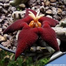 Image result for Piaranthus atrosanguineus