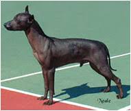 Club tijuana xolos mexico t shirt camiseta futbol soccer xoloscuintles caliente. Xoloitzcuintli Dog Breed Facts And Traits Hill S Pet