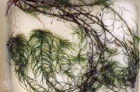 Image result for Lagarosiphon muscoides
