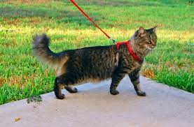 Domestic Long Haired Cat Wikipedia