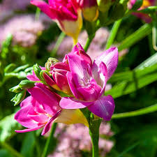Image result for Freesia grandiflora