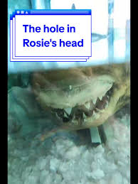 Image result for Wild Rose 1999 Tiburon