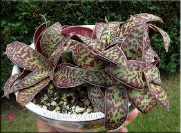 Image result for Crassula alba