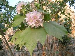 Image result for Dombeya