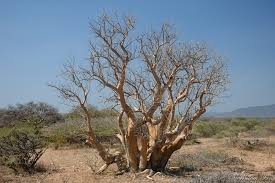 Image result for Sesamothamnus lugardii