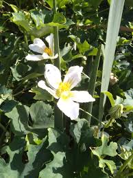 Image result for Lagenaria sphaerica