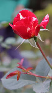 Red roses wallpaper 2021 pics. Red Rose Mobile Wallpaper Free Download The Mayanagari