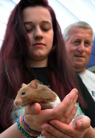 Pictures: Three-legged hamster Biscuit