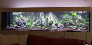 Amazonas Xl In The Aquarium Aquarium Backgrounds Aquarium Wall Aquarium