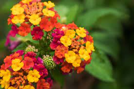 11 Types Of Lantana Flowers For Your Garden Home Stratosphere