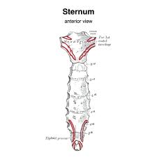 Your sternum is the long flat bone which goes from your throat to the bottom of your ribs. Sternum Gray S Illustration Radiology Case Radiopaedia Org