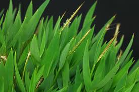 Image result for Pogonatherum paniceum