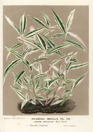 Image result for Oplismenus compositus