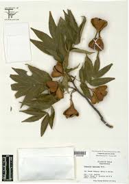 Image result for Sapindaceae