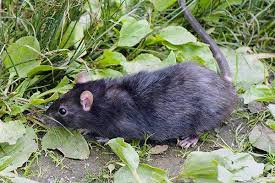 Check spelling or type a new query. Blog Katy S Complete Guide To Effective Roof Rat Control