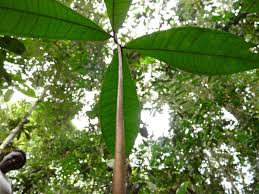 Image result for Buchnerodendron