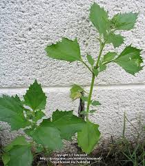 Image result for Chenopodiastrum