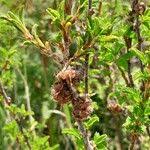 Image result for Kotschya