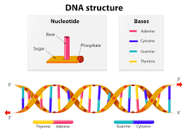 How To Make A Dna Model For Kids Get Kids Excited By Creating Individual Models Dna Model Study Flashcards Dna