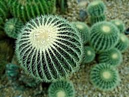 Cactus in a pot is a fine home plant. Top 10 Most Strange Desert Plants