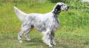 We did not find results for: Things You Need To Consider Before Buying Dalmatian Puppies