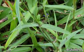 Image result for Oldenlandia affinis