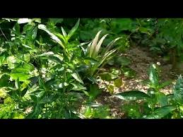 Ular berbisa ada juga manfaatnya.darah dan empedu binatang melata ini bisa dipakai untuk mengobati banyak. Khasiat Pokok Hempedu Bumi Hempedu Tanah Cerita Youtube