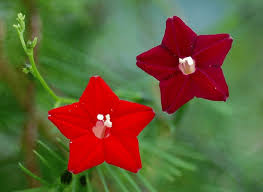 Image result for Ipomoea quamoclit