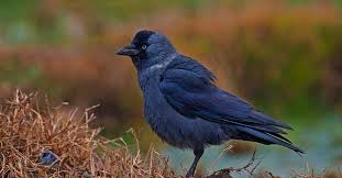 The Day Of The Jackdaw - Books From Scotland