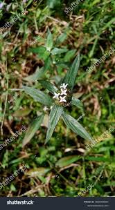 Image result for Spermacoce congensis