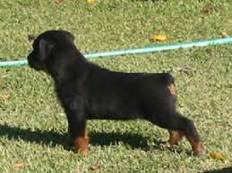 Maybe you would like to learn more about one of these? Rottweiler Puppies In Texas