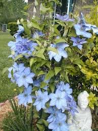 A showy, flowering ground cover or charming rambler, when allowed to sprawl or climb through informal shrub borders. Plantfiles Pictures Clematis Late Large Flowered Clematis Ramona Clematis By Pkock