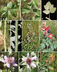 Image result for Rubus adolfi-friederici
