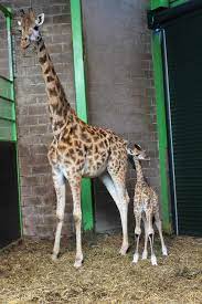 Belfast zoological gardens is a zoo in belfast, northern ireland. Belfast Zoo Welcomes Baby Giraffe Calf Ballyclare U105