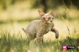 Find out ways to help keep your cat's shedding to a minimum and keep your cat healthy! Why Cats Are Thinner In Summer Three Main Reasons