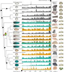 There is a printable worksheet available for download here so you can take the quiz with pen and paper. Dinosaur Egg Colour Had A Single Evolutionary Origin Nature