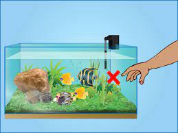 Juknis surveilan.pada ikan hias air tawar di wilayah sentra budidaya ikan hias jawa barat, dki jakarta, sumatera utara. Cara Merawat Akuarium 11 Langkah Dengan Gambar Wikihow