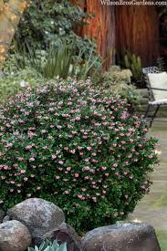 Image result for Escallonia