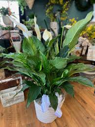 Image result for Spathiphyllum