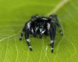 Orthrus is a green jumping spider species that is new to science. Ohio S Biting Spiders Spidersrule