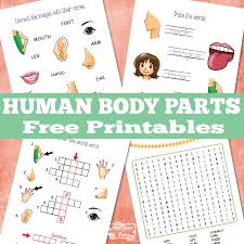 We have 15+ free body worksheets for kids for you to choose from and kids will enjoying learning about the we have worksheets that ask kids to match pictures of parts with their names, match. Human Body Parts Worksheets Itsybitsyfun Com