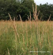 Image result for Sorghastrum nudipes