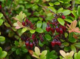 Image result for Vaccinium stanleyi
