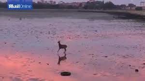 Jump Deer Jump Coub The Biggest Video Meme Platform