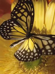 Beautiful Black And Yellow Flowers Black And Yellow Butterfly On Yellow Flower Photographic Print Art Com Black Butterfly Tattoo Yellow Butterfly Yellow Butterfly Tattoo
