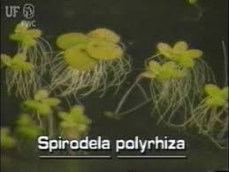Image result for Spirodela